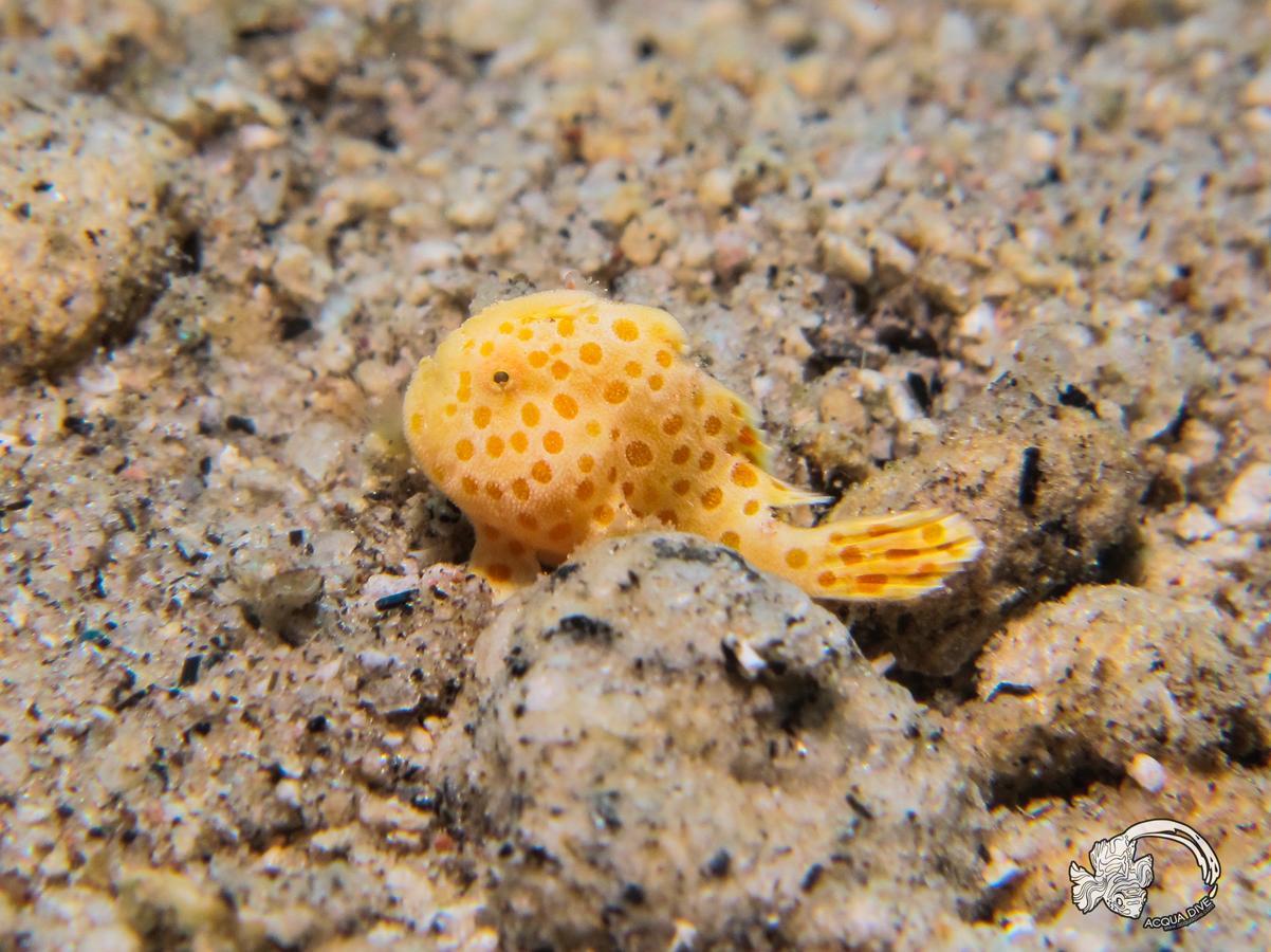 Acqua Dive Bed & Breakfast Zamboanguita  Luaran gambar