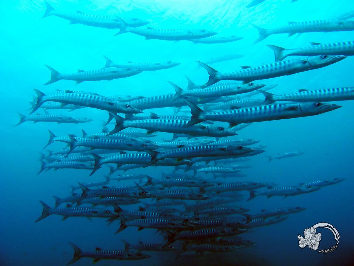 Acqua Dive Bed & Breakfast Zamboanguita  Luaran gambar